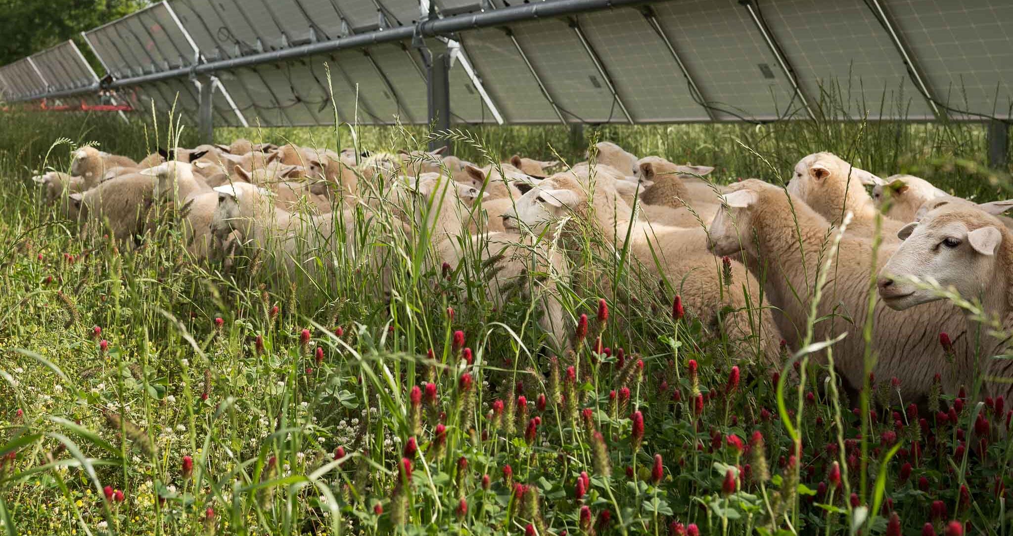 Sheep at Bancroft Station