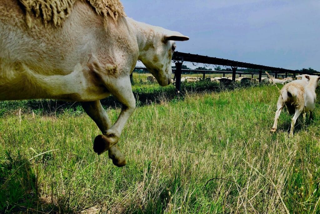 Sheep (and Soil Scientists) Juice Up the Solar Farm – Silicon Ranch
