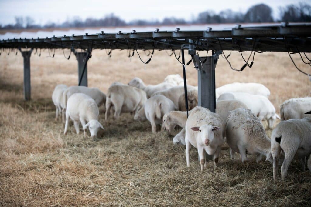 Solar Company Merges Energy Production with Sheep Grazing to Restore ...
