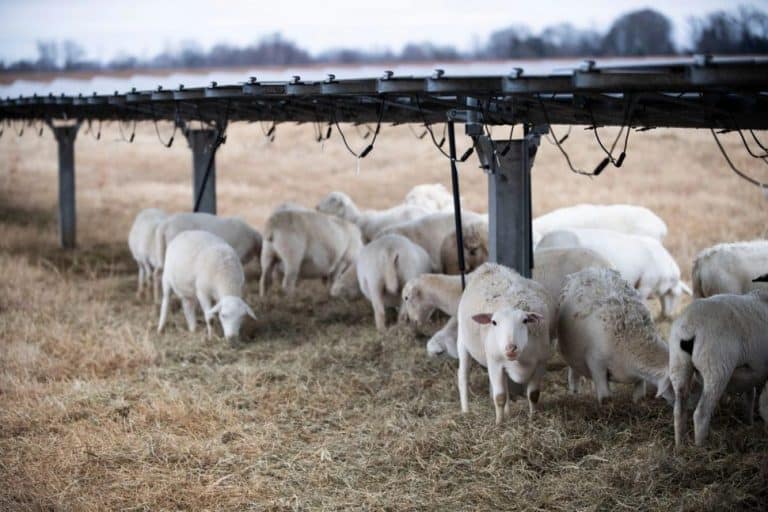 sheep-grazing-on-solar-farm-in-georgia-768x512