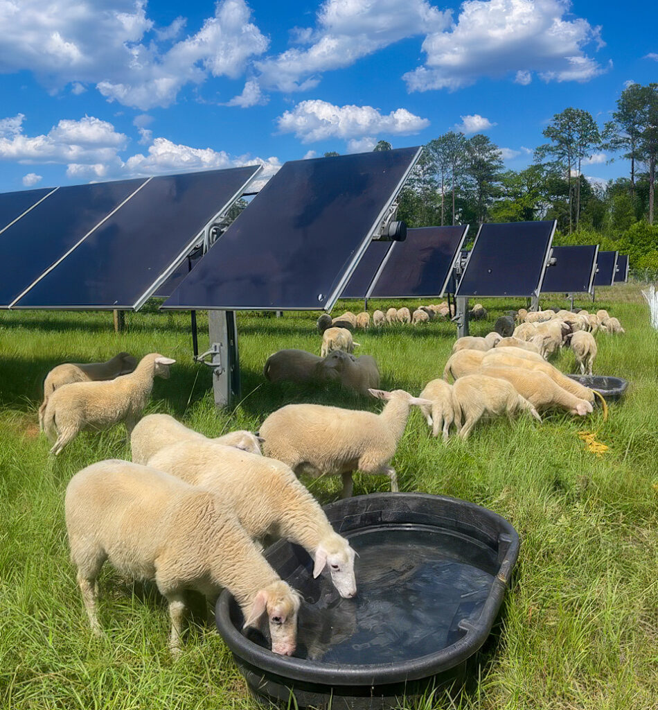 Lumpkin Solar Farm, GA - Sheep Drinking Water and Grazing near Solar Panels