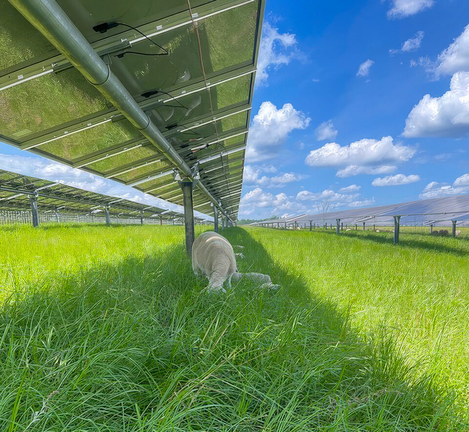 Lumpkin Solar Farm – Silicon Ranch