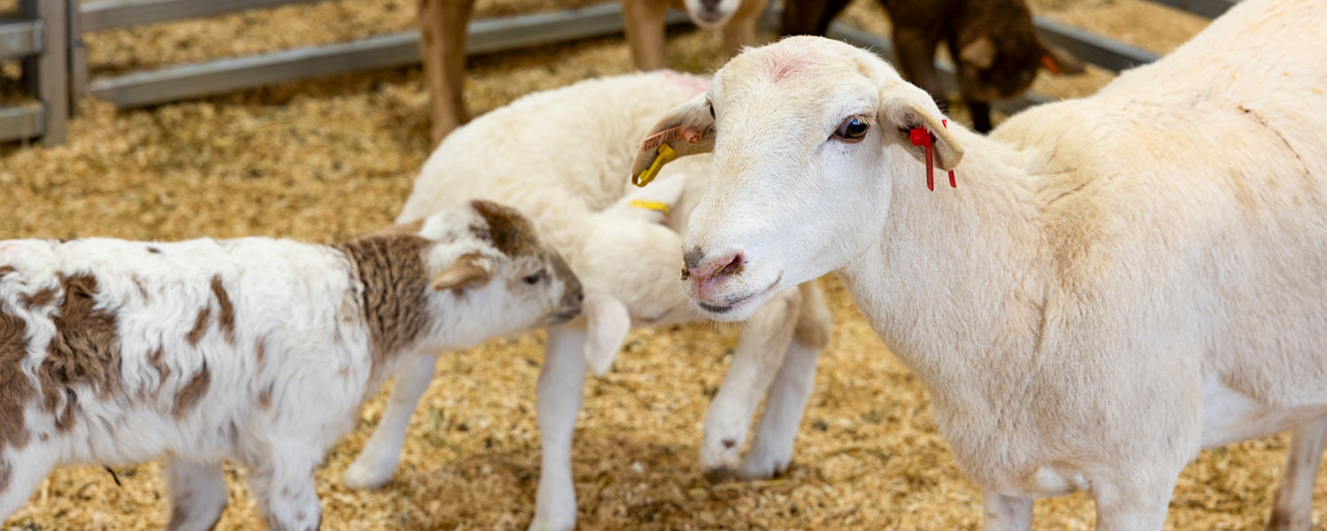 Close Up of Sheep at the Houston Solar Farm Barn