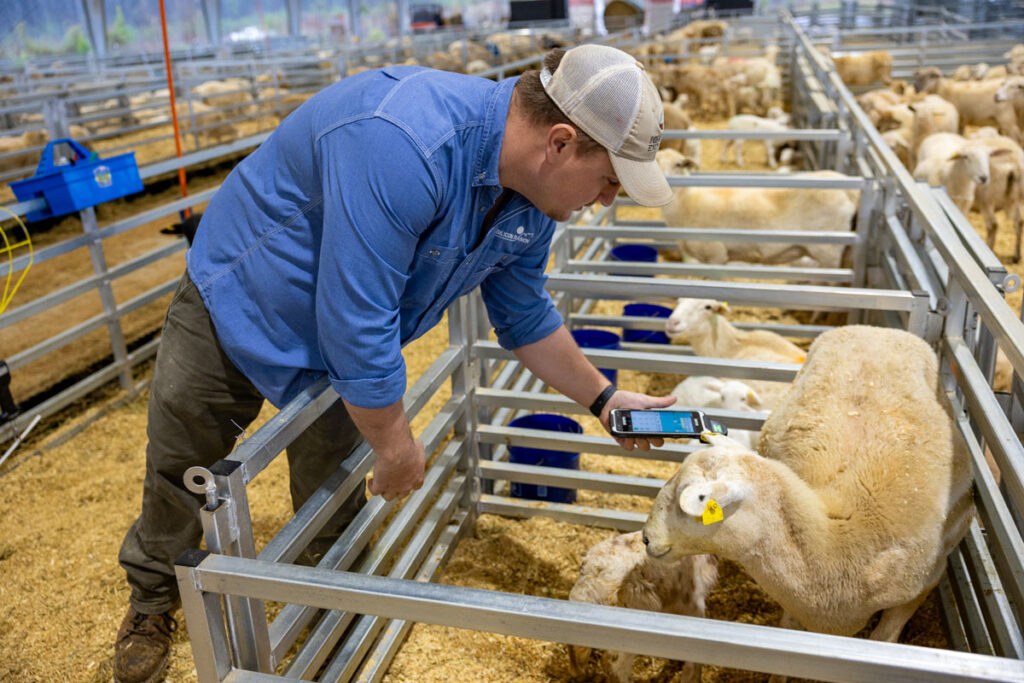 Houston Solar Farm Sheep Barn - Close up of lambing activities with Agrivoltaic Technician and sheep