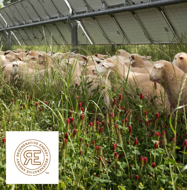Regenerative Energy at Appling SolarFarm