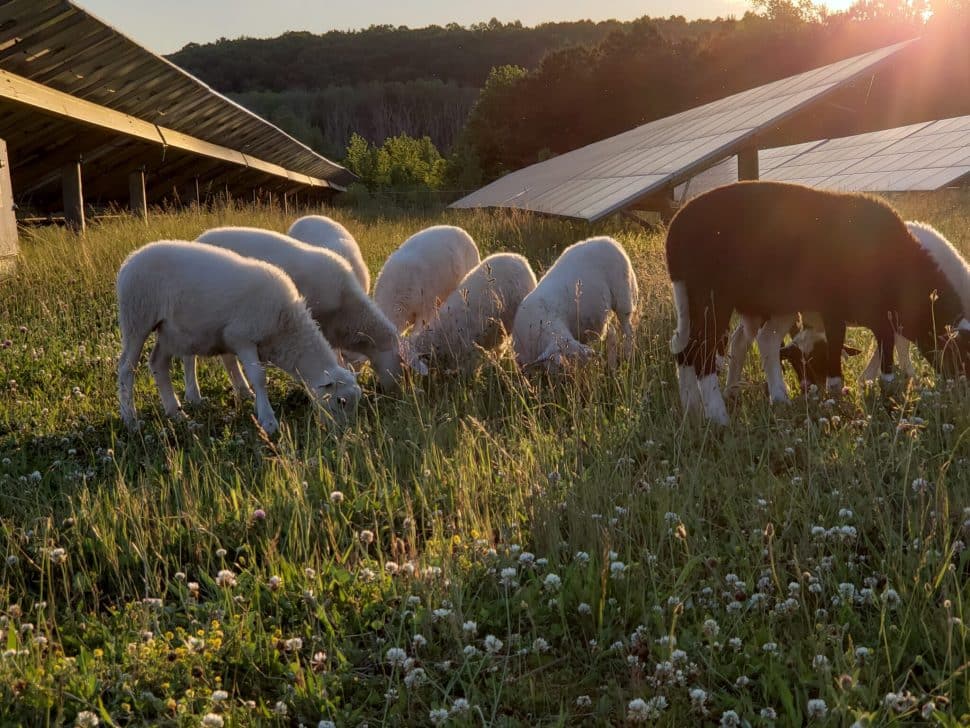 sheep-herd-at-sunset-on-solar-farm