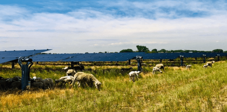 Flock of sheep grazing beneath solar array