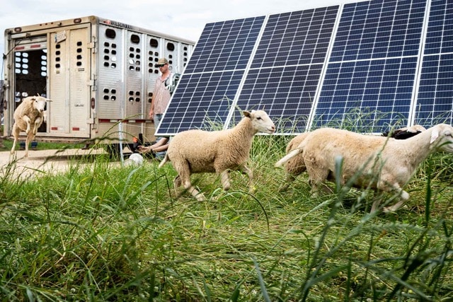 sheep grazing on regenerative energy farm