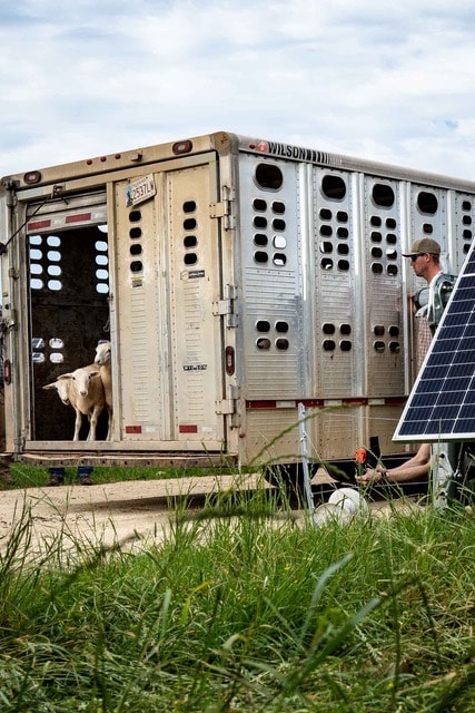 sheep running on regenerative energy farm