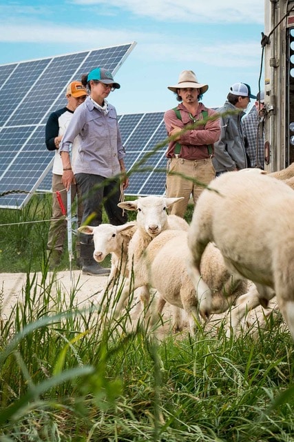 sheep running by solar panels on regenerative energy farm