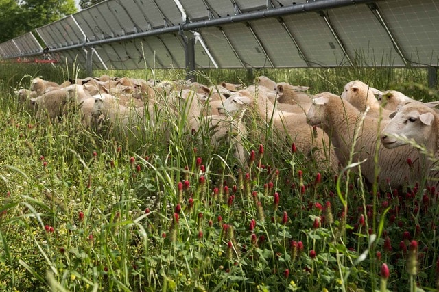 solar panel on regenerative energy farm