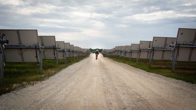 sheep by red flowers on regenerative energy farm