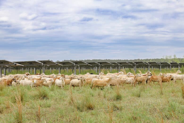 Sheep grazing panels_Snipesville