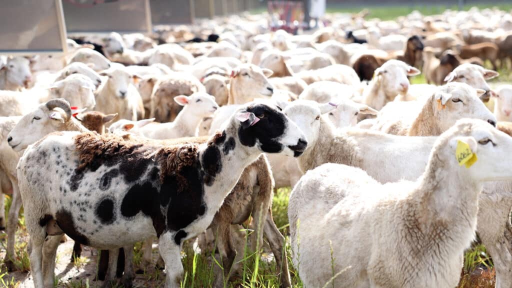 Close Up Sheep Herd at the Snipesville Solar Ranch