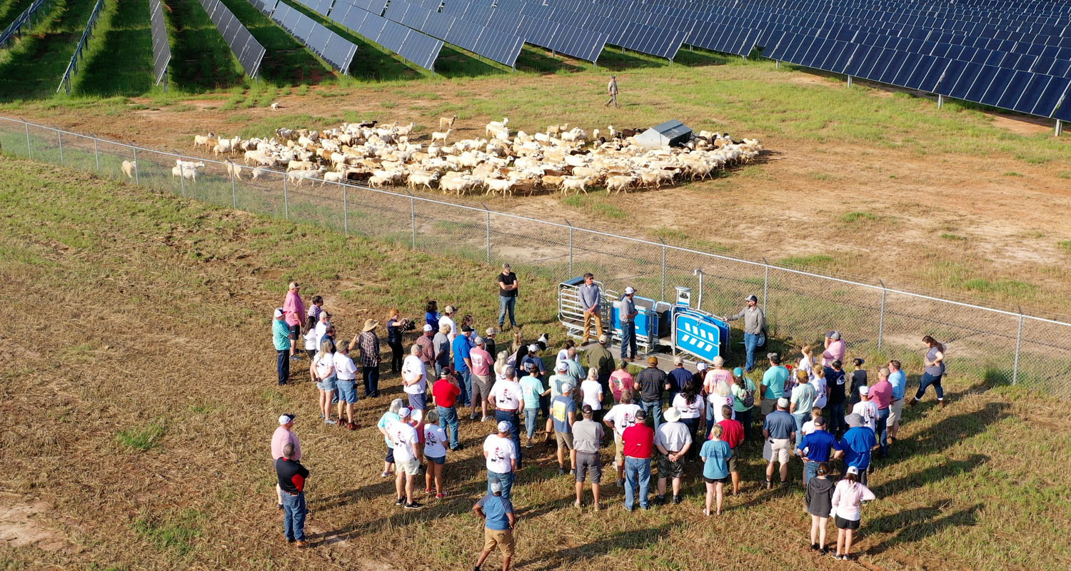 Silicon Ranch Regenerative Energy® team hosting Georgia Young Farmers Association members at Houston Solar Farm to educate them on the benefits and career opportunities resulting from marrying solar energy production with regenerative agriculture and land management.