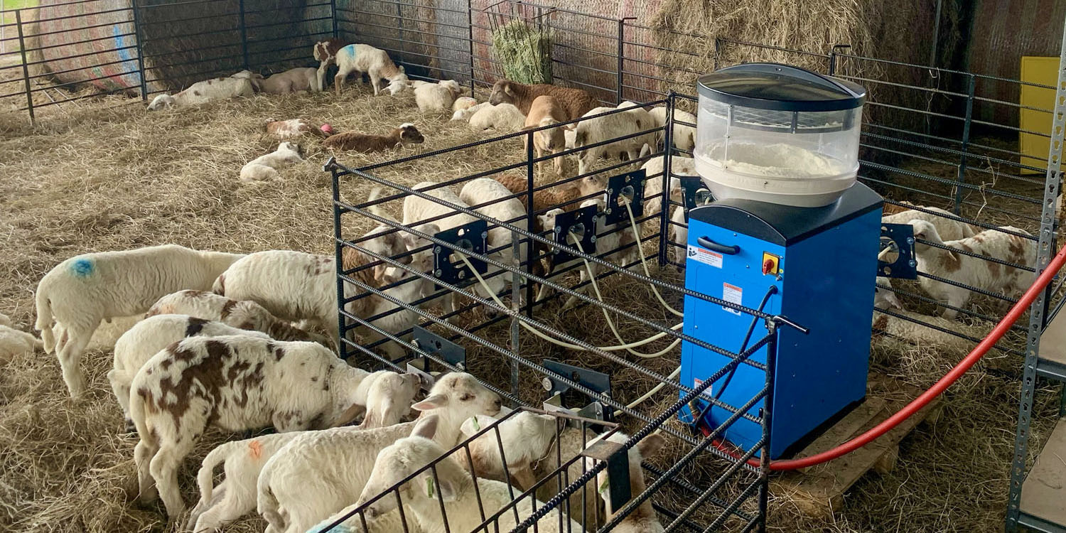 Silicon Ranch lambs born in the 2023 lambing season thrive in the new nursery that includes a state-of-the-art German milk machine