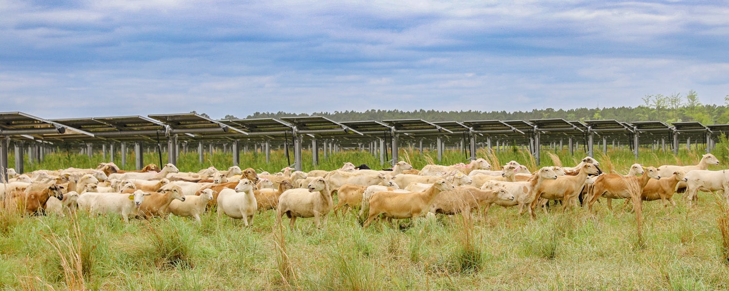 Silicon Ranch’s company-owned flock of sheep on the move to a new paddock at Snipesville Ranch, where the sheep will forage, keeping the grasses from shading the panels while restoring soil health, biodiversity, and clean water.
