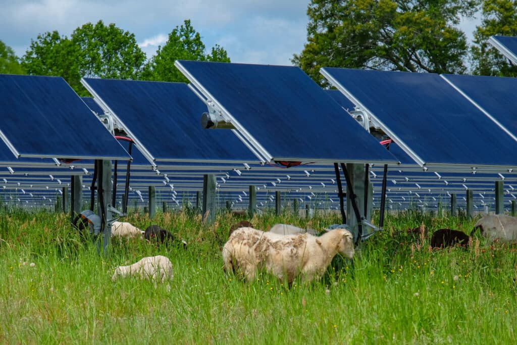 Sheep Grazing Solar Panels at the Snipesville Solar Ranch in Front of Grass and Flower Biodiversity