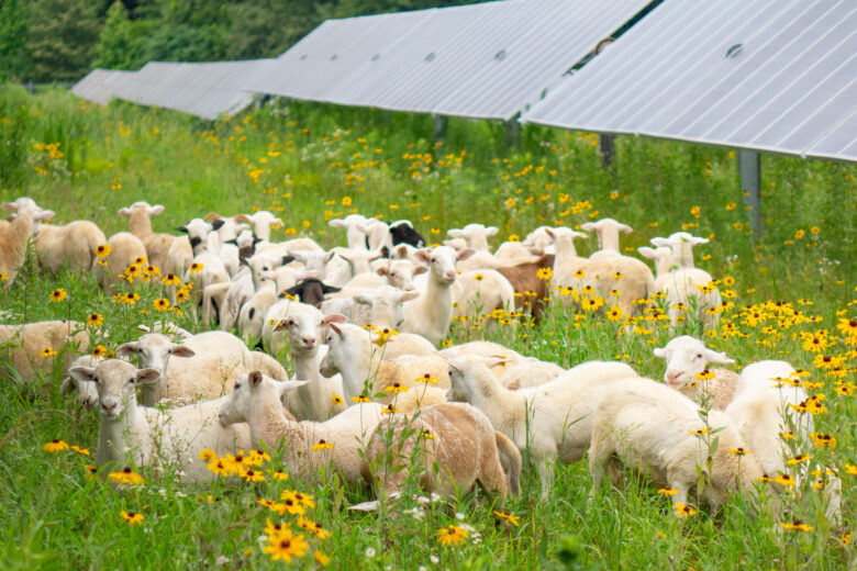 Sheep grazing at the Jackson Solar Farm in TN