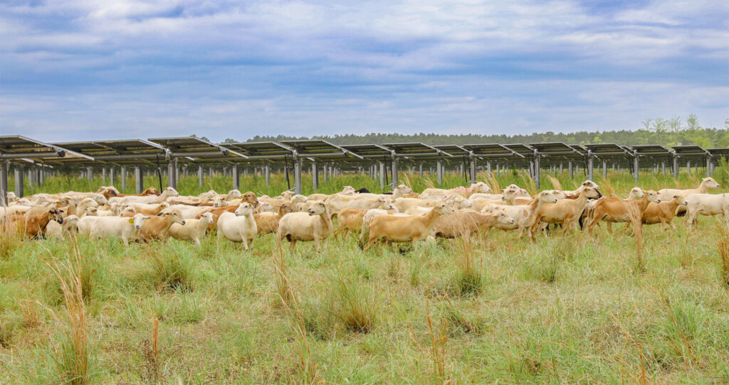 Sheep Grazing Solar Panels at the Snipesville Solar Farm
