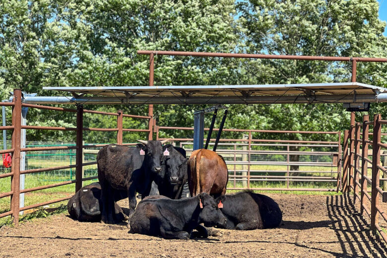 CattleTacker testing with cattle and solar panels, front view of cattle
