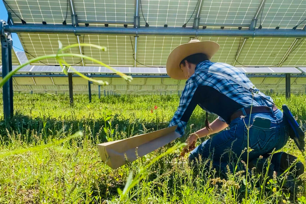 Team member working at solar site collecting samples