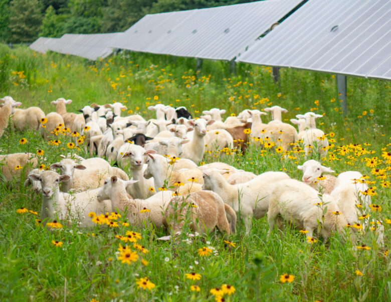 Sheep Grazing during Tour of Jackson I Solar Farm, Tennessee