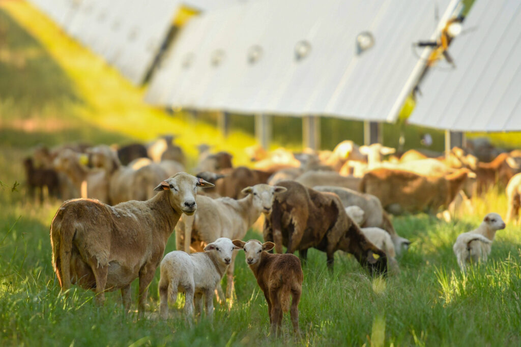 Silicon Ranch Houston Solar Georgia - Sheep Grazing