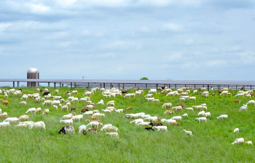 Turkey Creek Solar Ranch - Sheep Grazing