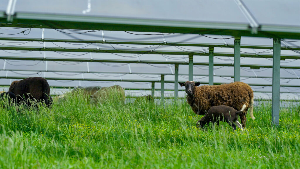 Turkey Creek Solar Ranch - Sheep grazing under solar panels close up