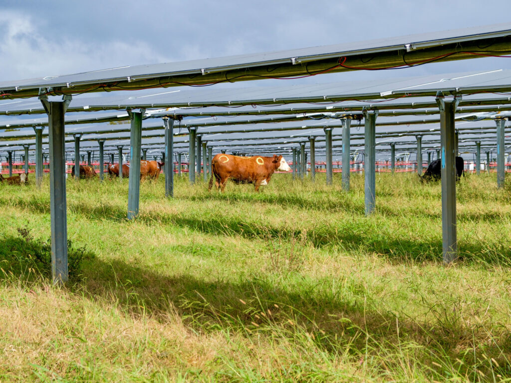 Silicon Ranch CattleTracker - Cattle Grazing under Solar Panels at Christiana Solar in TN