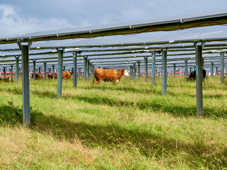 Silicon Ranch CattleTracker - Cattle Grazing under Solar Panels at Christiana Solar in TN