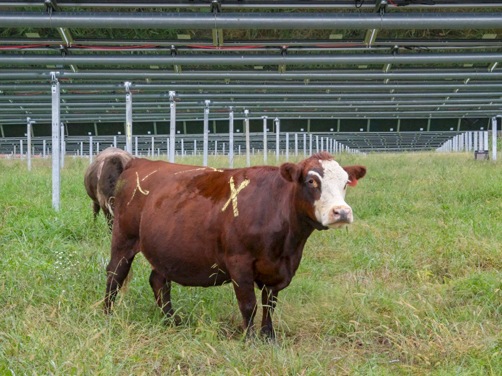 Silicon Ranch CattleTracker - Close up of Cattle Grazing under Solar Panels at Christiana Solar in TN