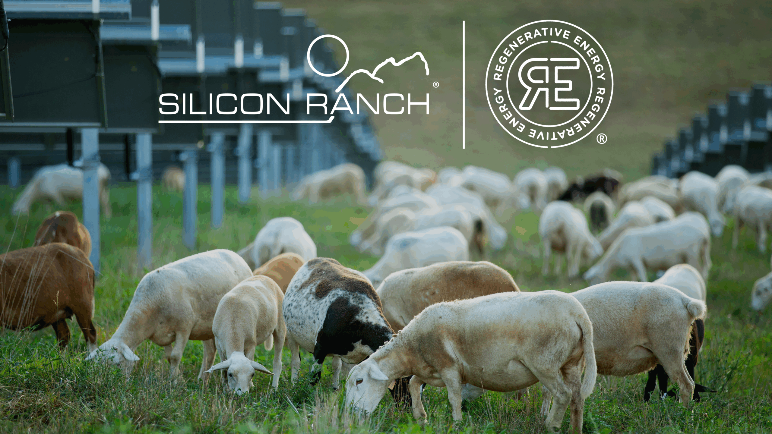 Turkey Creek Solar Ranch - Revitalizing Soil and Farm Economies with Solar + Agriculture