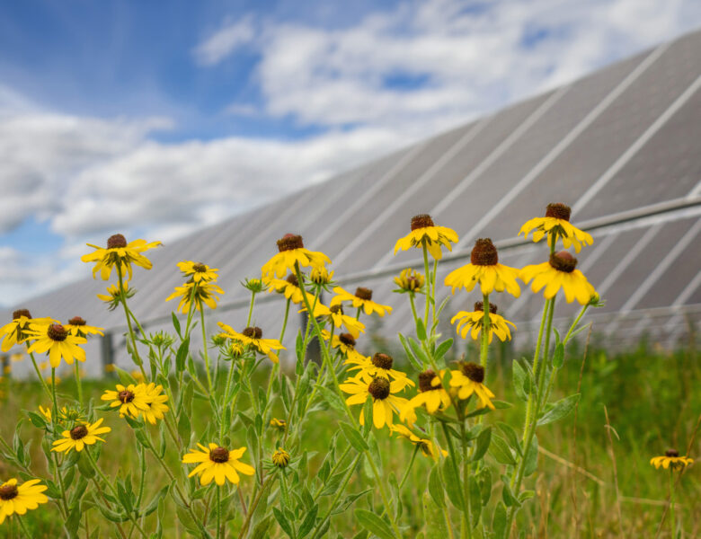 Yellow flowers in front of solar panels with blue skies and white clouds at the Jackson Solar Farm in TN