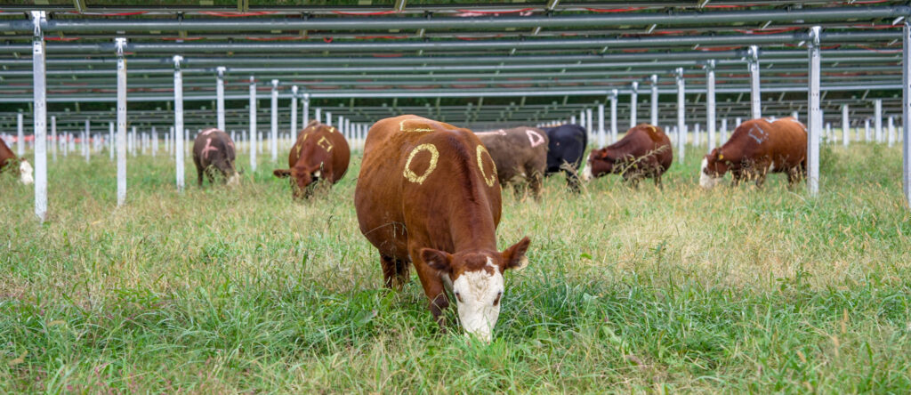 Christiana Solar Farm – Silicon Ranch