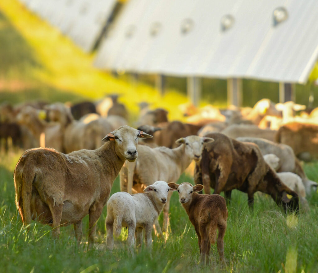 Silicon Ranch Houston Solar in Georgia - Sheep Grazing