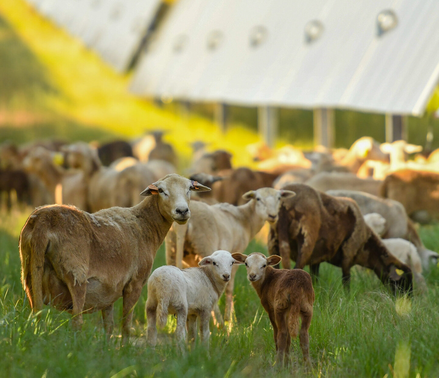 Stockton Solar Farm – Silicon Ranch