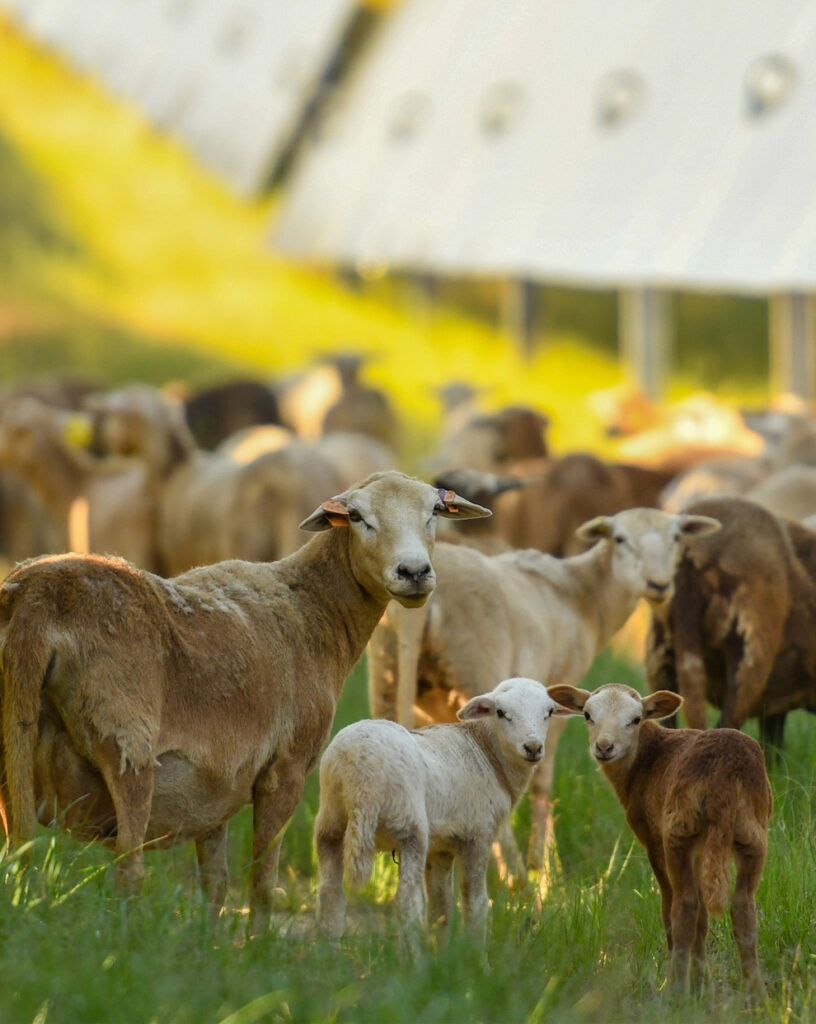 Silicon Ranch Houston Solar Georgia - Sheep Grazing