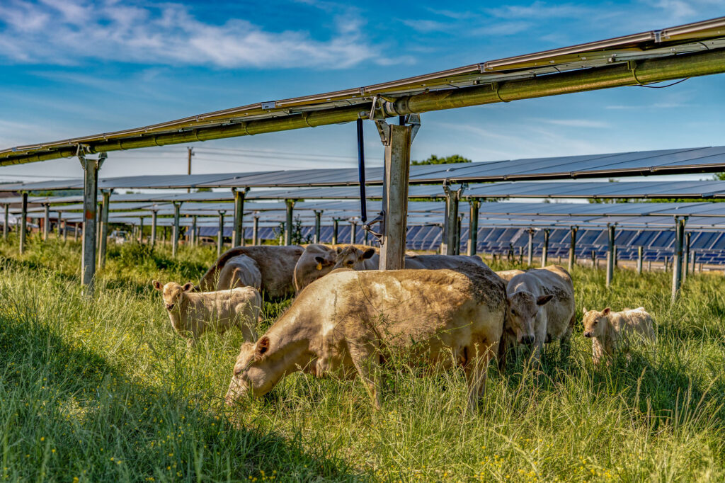 Silicon Ranch - Christiana Solar Farm and CattleTracker™ - cattle grazing under solar modules with blue sky and clouds