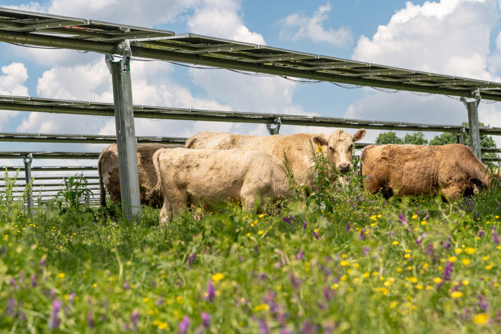 Silicon Ranch’s Patented CattleTracker™ Goes Live – Silicon Ranch