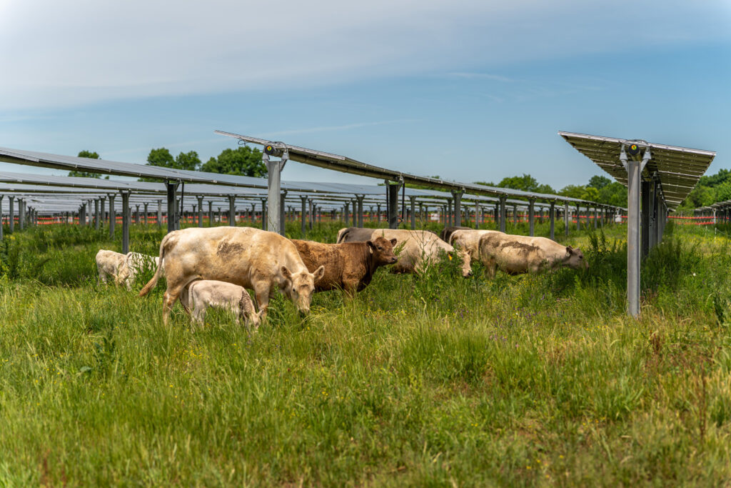Silicon Ranch’s Patented CattleTracker™ Goes Live – Silicon Ranch