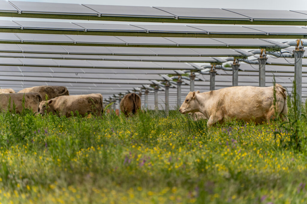 Silicon Ranch - Christiana Solar Farm and CattleTracker™ - cattle grazing under solar modules with yellow and purple flowers