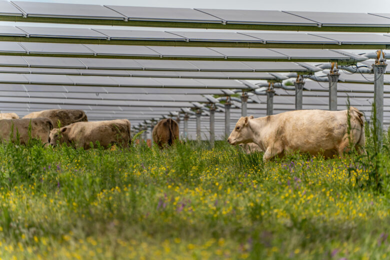 Silicon Ranch’s Patented CattleTracker™ Goes Live – Silicon Ranch