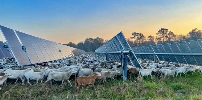 Silicon Ranch Georgia Solar Farm Sheep Grazing