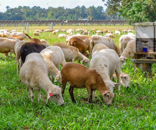 Silicon Ranch DeSoto Solar Farm Sheep 1 - Photo by Lesley Barbosa, Director of Operations for the Lee County Ch