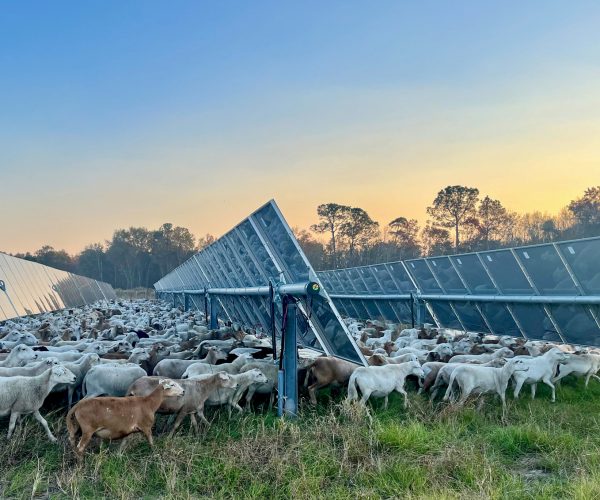 Snipesville Solar Ranch Sheep